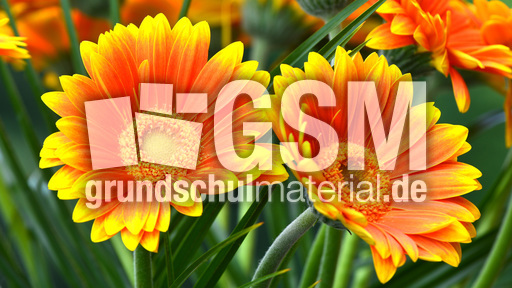Gerbera_1.jpg